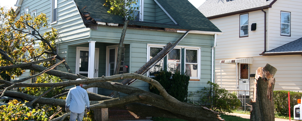 Premiere Restoration - House Tree